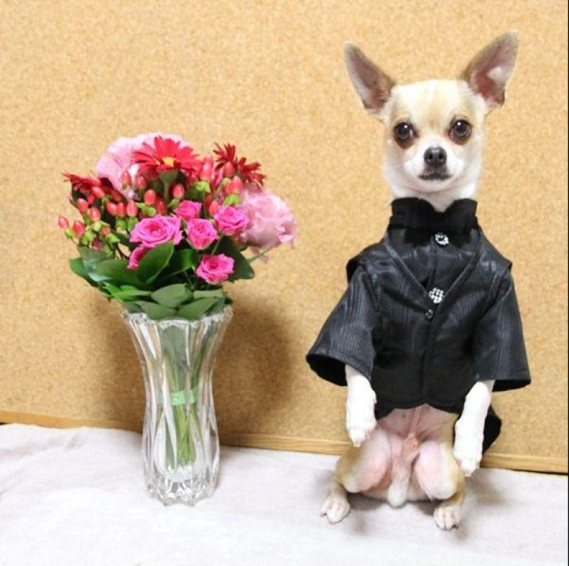 Montjiro is a chihuahua who dresses better than you