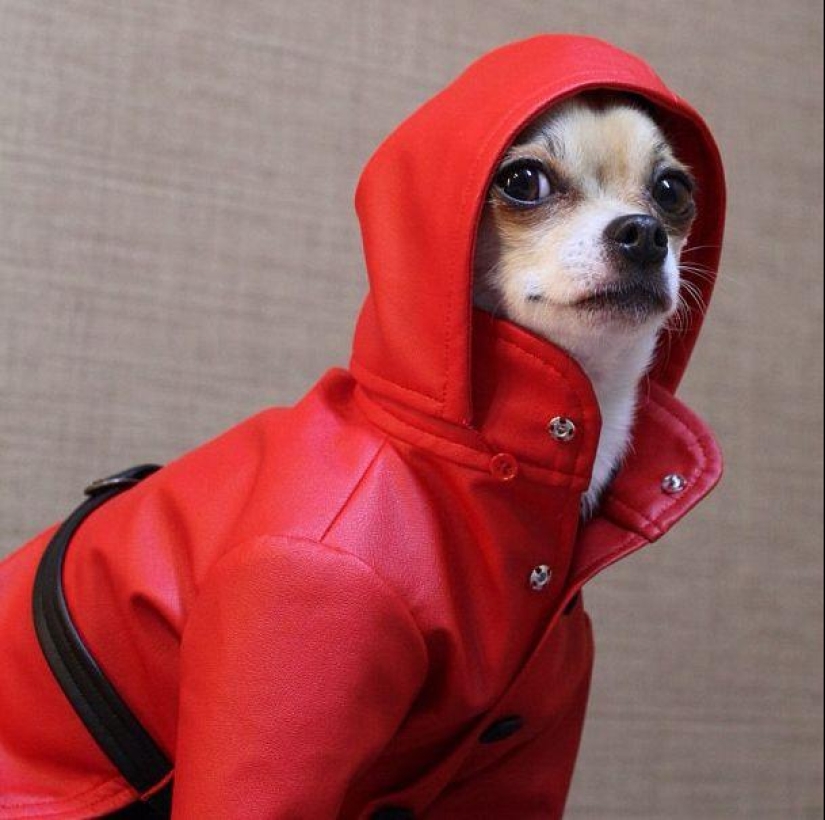 Montjiro is a chihuahua who dresses better than you