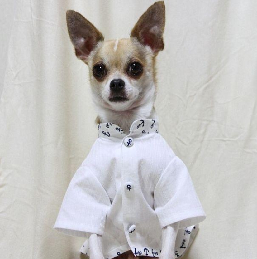 Montjiro is a chihuahua who dresses better than you