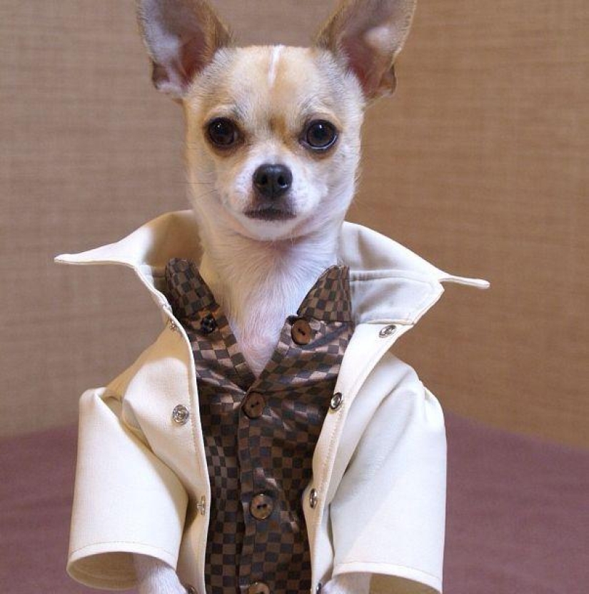 Montjiro is a chihuahua who dresses better than you