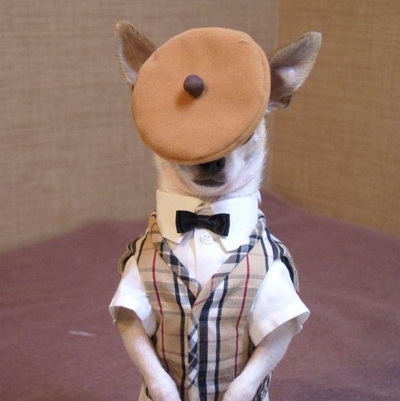 Montjiro is a chihuahua who dresses better than you