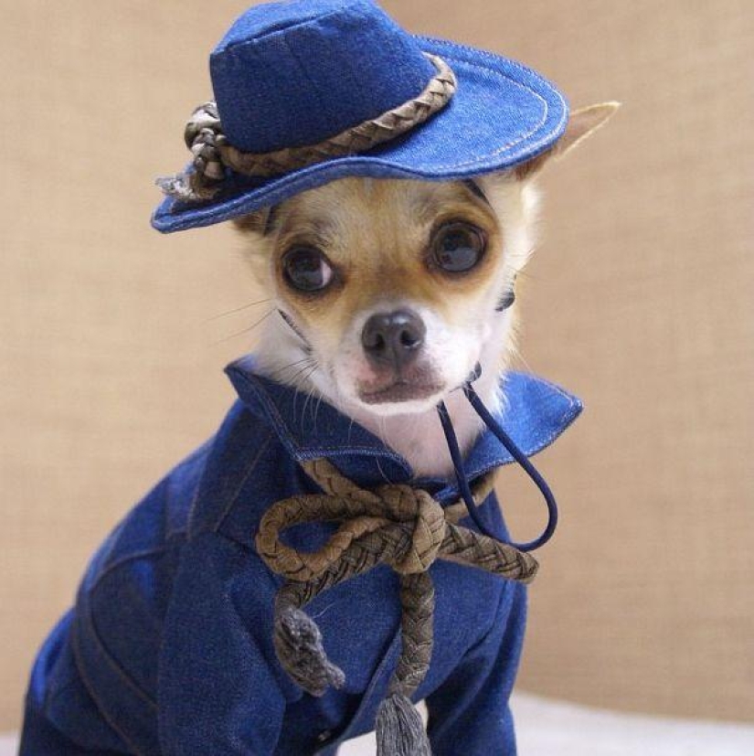Montjiro is a chihuahua who dresses better than you