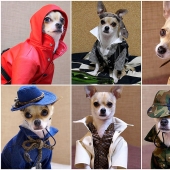 Montjiro is a chihuahua who dresses better than you Montjiro is a chihuahua who dresses better than you
