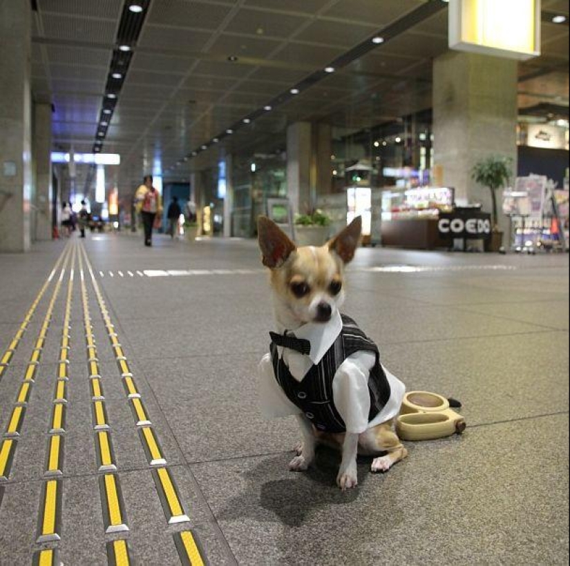 Montjiro is a chihuahua who dresses better than you