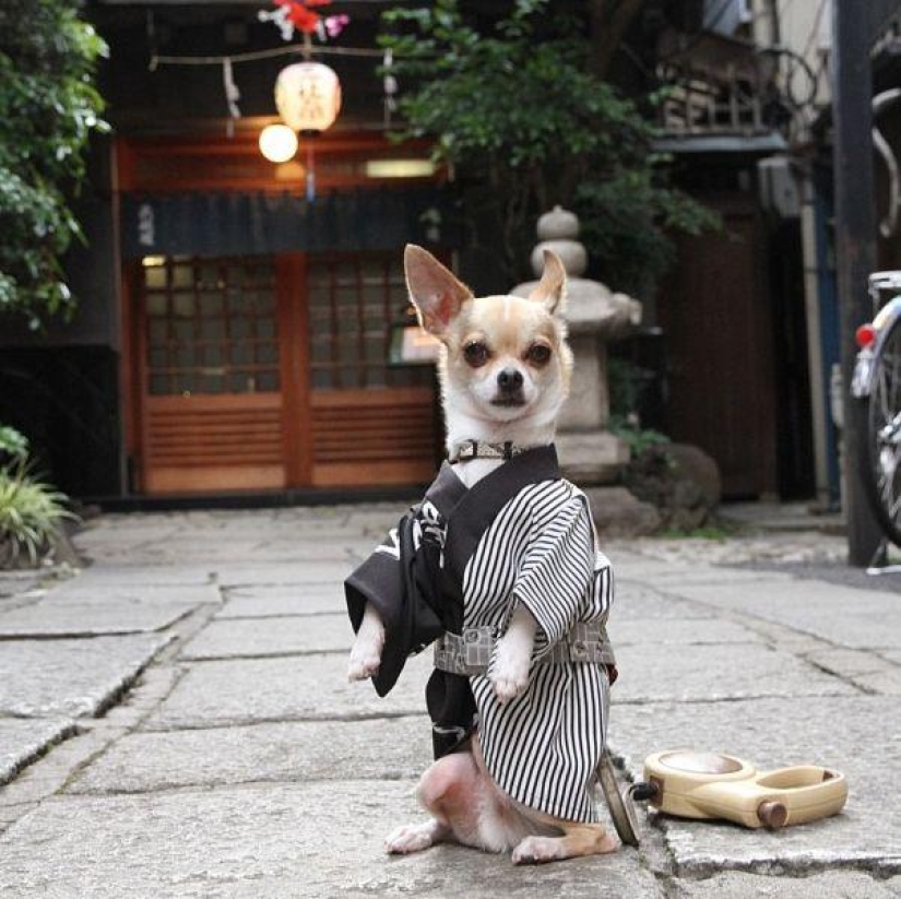 Montjiro is a chihuahua who dresses better than you