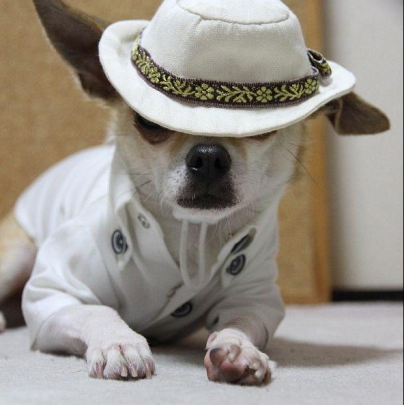 Montjiro is a chihuahua who dresses better than you
