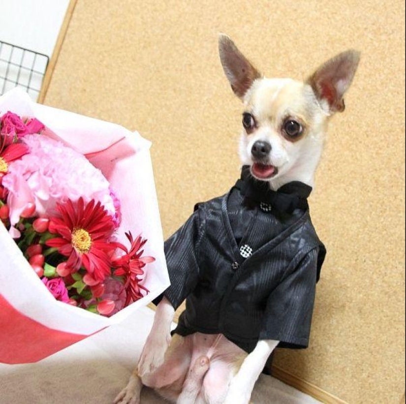 Montjiro is a chihuahua who dresses better than you