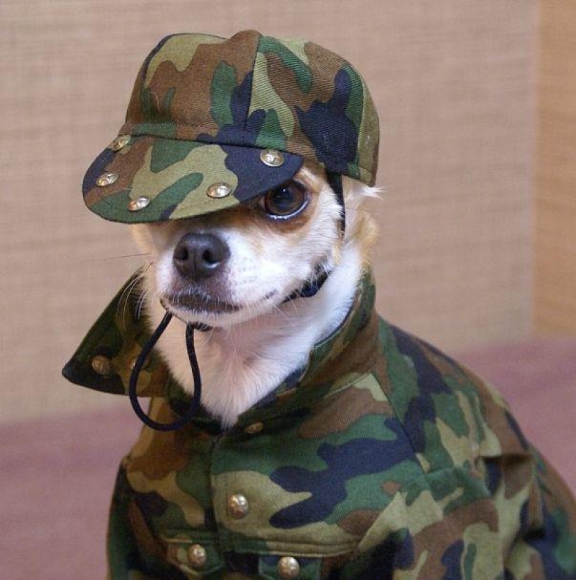 Montjiro is a chihuahua who dresses better than you