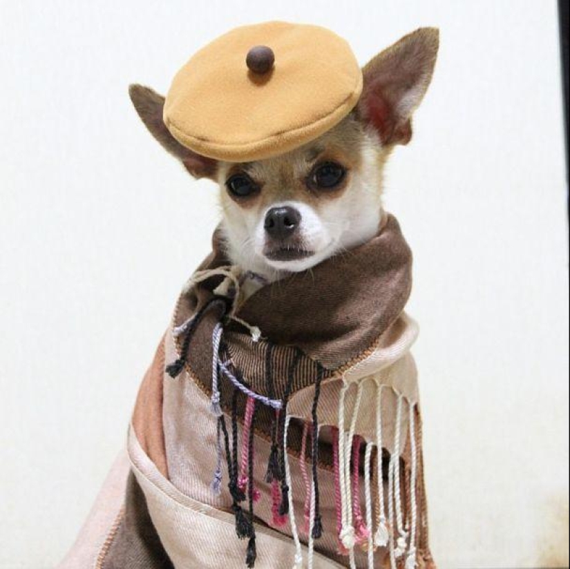 Montjiro is a chihuahua who dresses better than you