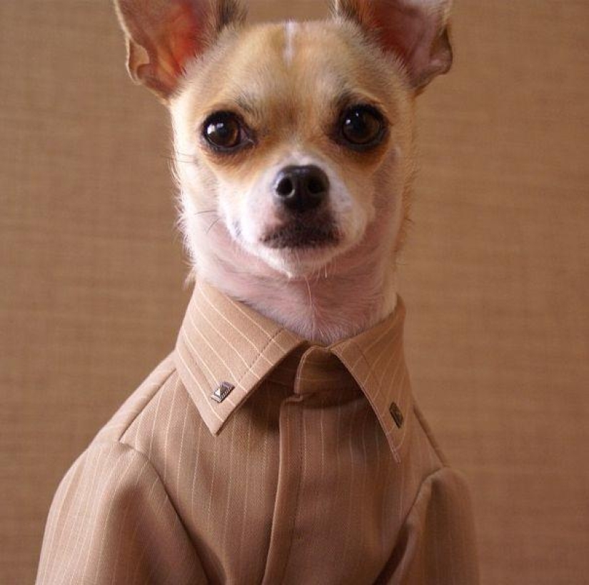 Montjiro is a chihuahua who dresses better than you