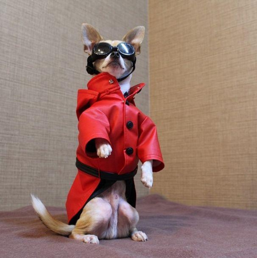 Montjiro is a chihuahua who dresses better than you