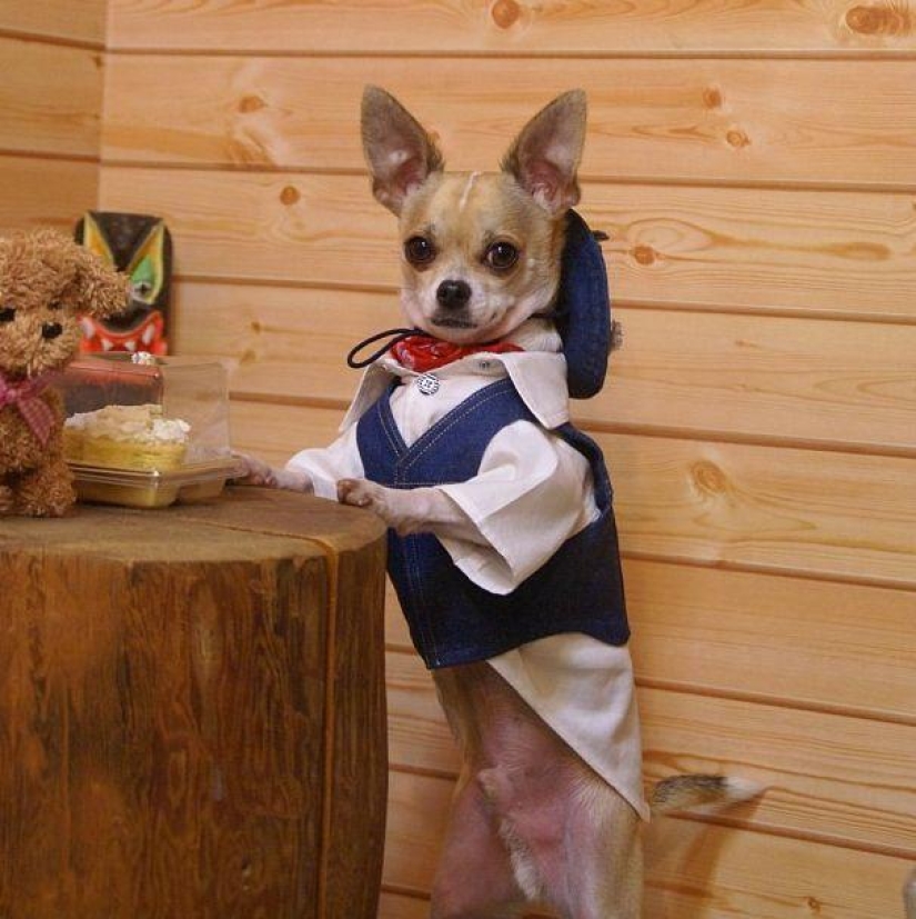 Montjiro is a chihuahua who dresses better than you