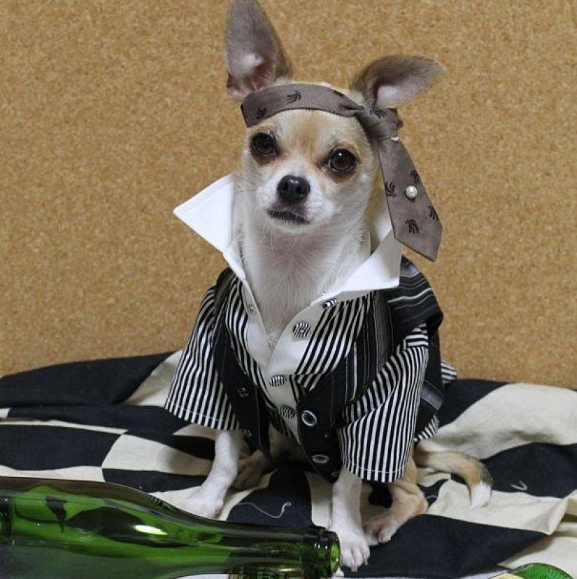 Montjiro is a chihuahua who dresses better than you