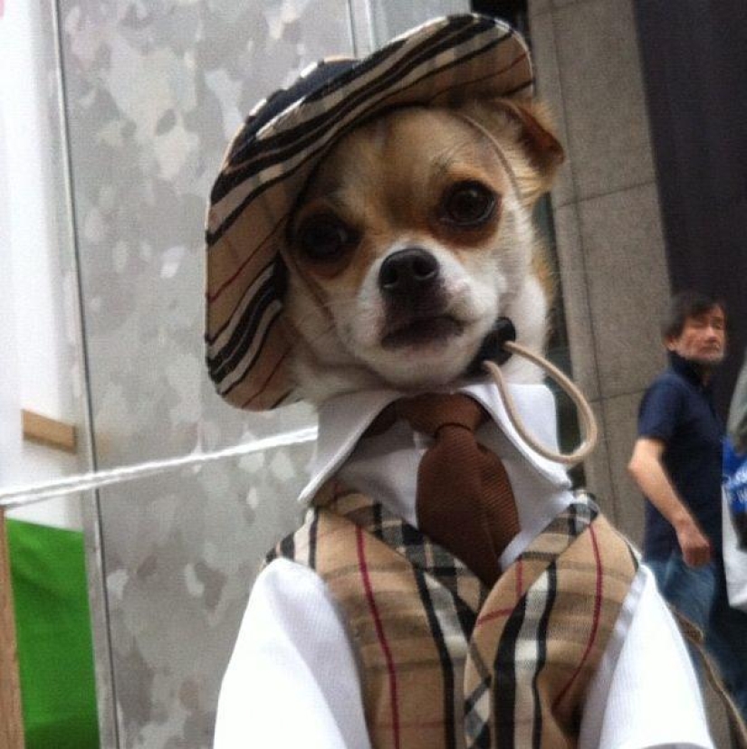 Montjiro is a chihuahua who dresses better than you