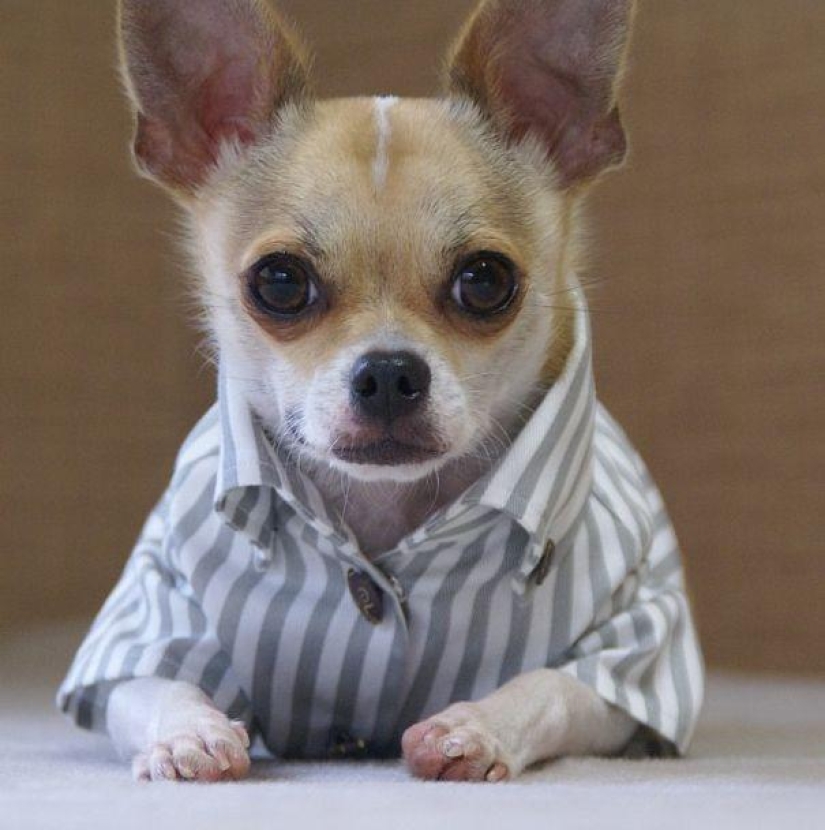 Montjiro is a chihuahua who dresses better than you