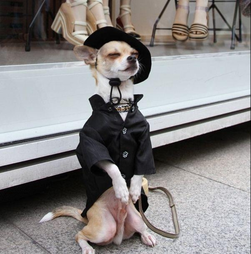 Montjiro is a chihuahua who dresses better than you