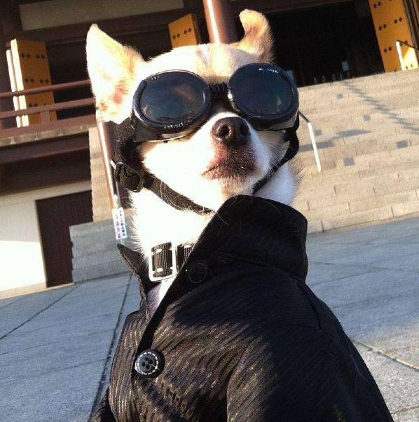 Montjiro is a chihuahua who dresses better than you
