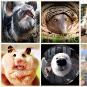 Mordahi... y no solo