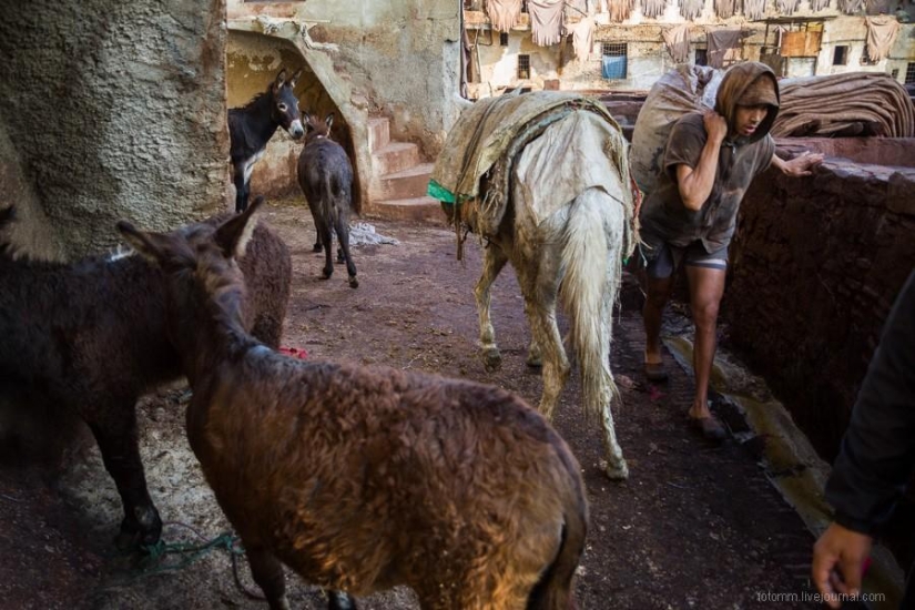Morocco: Fes Leather Workshops