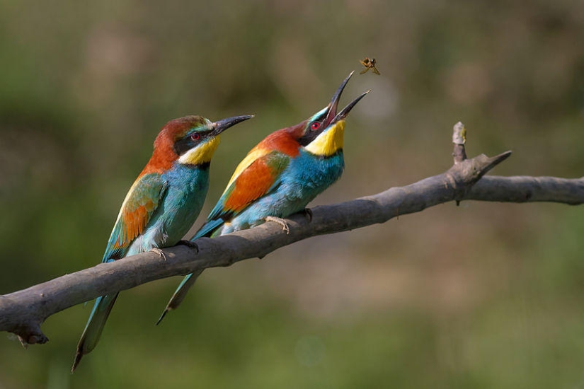 Most Viewed Wikipedia Images of 2012