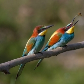 Most Viewed Wikipedia Images of 2012