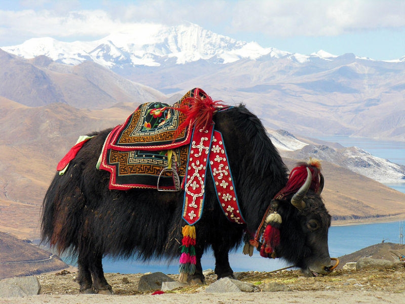 Most Viewed Wikipedia Images of 2012