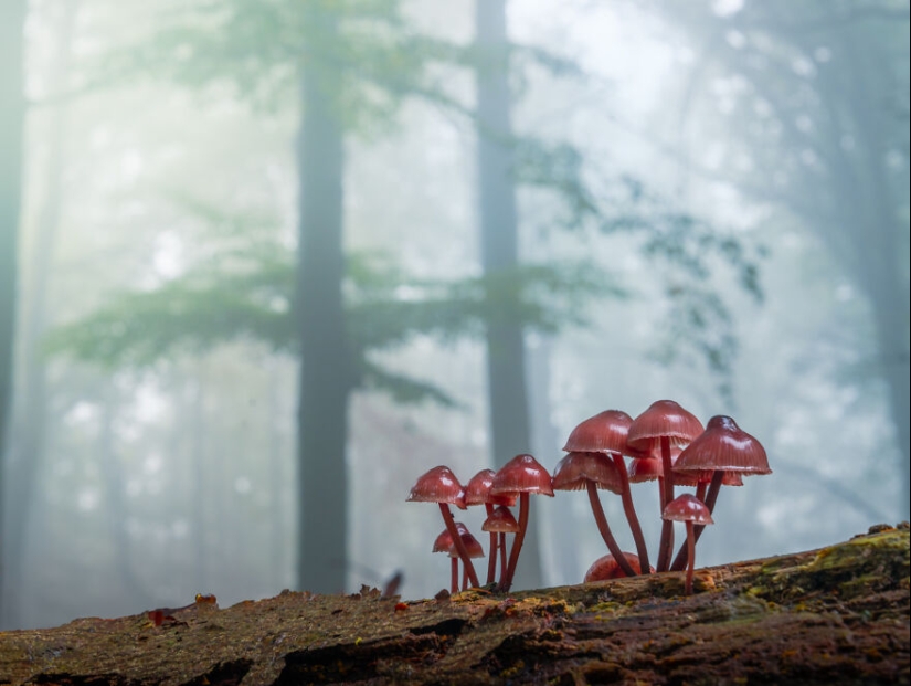 My 12 Photos Of Mushrooms Showing The Magical World Of The Forest That Lies Around Them My 12 Photos Of Mushrooms Showing The Magical World Of The Forest That Lies Around Them