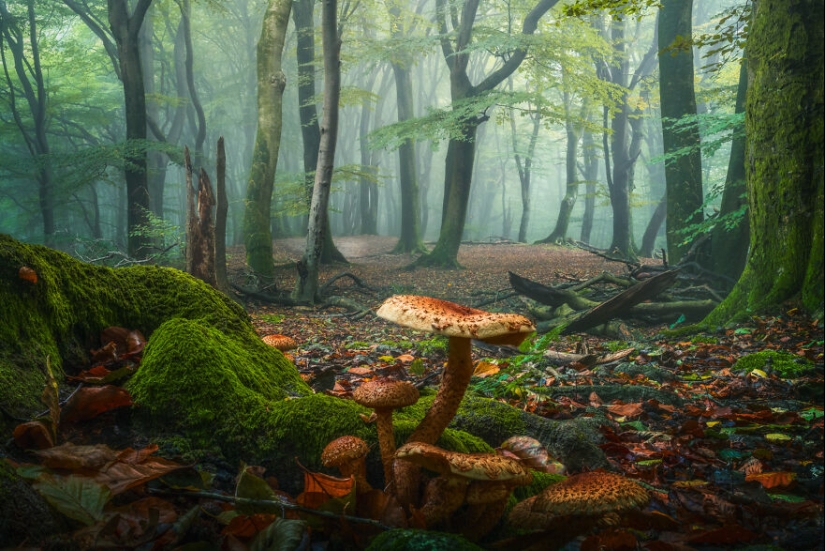 My 12 Photos Of Mushrooms Showing The Magical World Of The Forest That Lies Around Them My 12 Photos Of Mushrooms Showing The Magical World Of The Forest That Lies Around Them