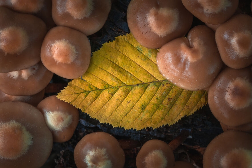 My 12 Photos Of Mushrooms Showing The Magical World Of The Forest That Lies Around Them My 12 Photos Of Mushrooms Showing The Magical World Of The Forest That Lies Around Them