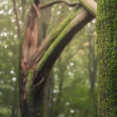 My 12 Photos Of Mushrooms Showing The Magical World Of The Forest That Lies Around Them