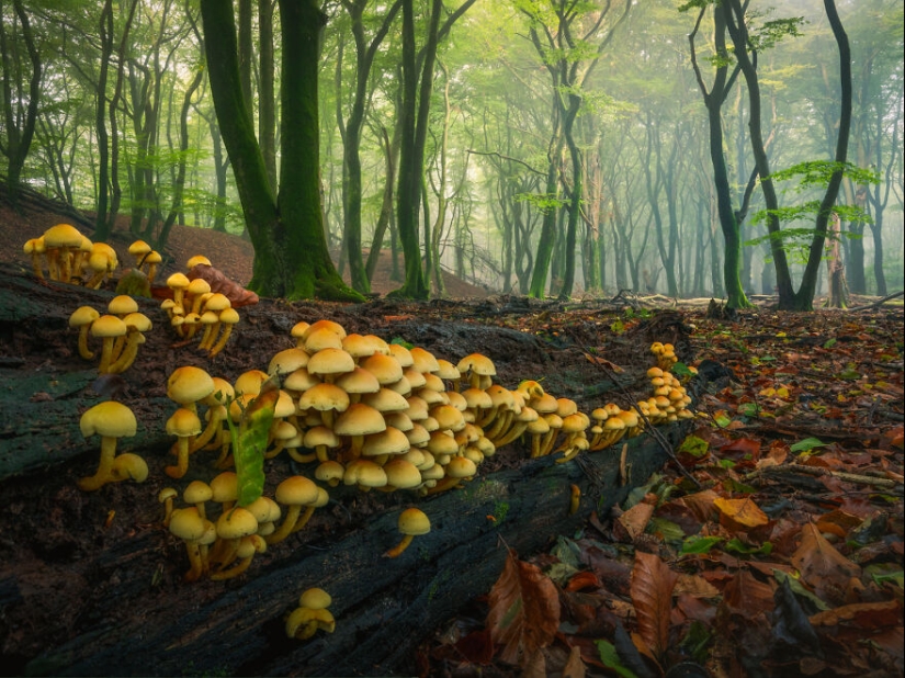 My 12 Photos Of Mushrooms Showing The Magical World Of The Forest That Lies Around Them My 12 Photos Of Mushrooms Showing The Magical World Of The Forest That Lies Around Them