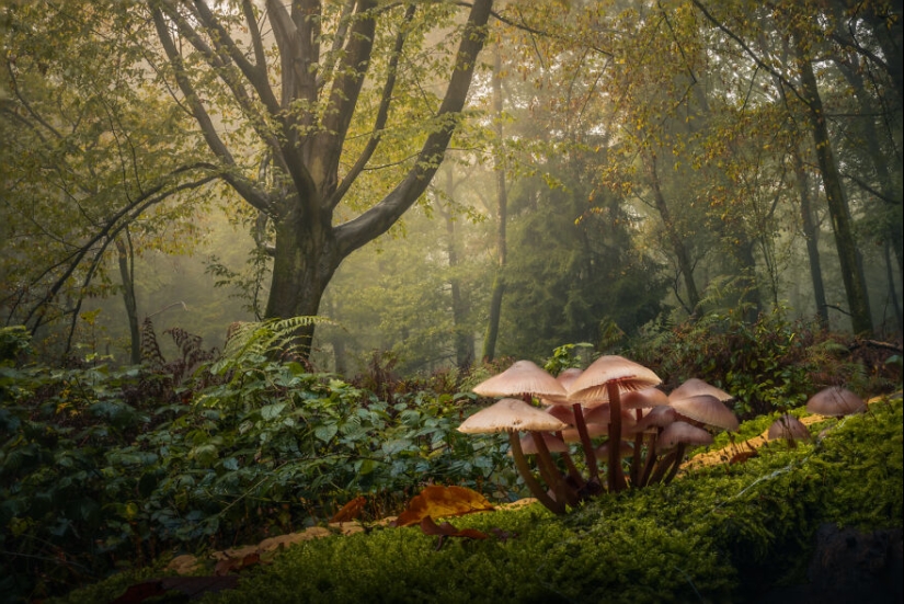 My 12 Photos Of Mushrooms Showing The Magical World Of The Forest That Lies Around Them My 12 Photos Of Mushrooms Showing The Magical World Of The Forest That Lies Around Them