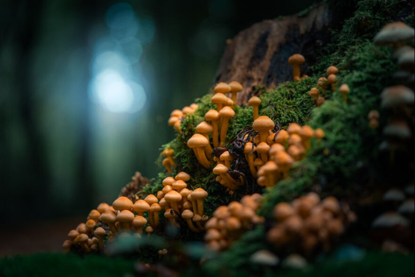 My 12 Photos Of Mushrooms Showing The Magical World Of The Forest That Lies Around Them My 12 Photos Of Mushrooms Showing The Magical World Of The Forest That Lies Around Them