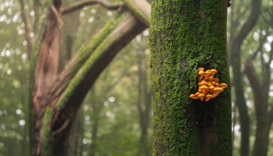 My 12 Photos Of Mushrooms Showing The Magical World Of The Forest That Lies Around Them
