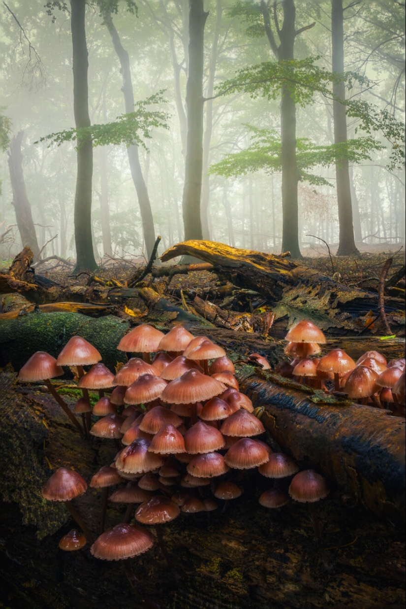 My 12 Photos Of Mushrooms Showing The Magical World Of The Forest That Lies Around Them My 12 Photos Of Mushrooms Showing The Magical World Of The Forest That Lies Around Them