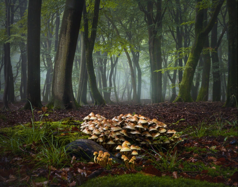 My 12 Photos Of Mushrooms Showing The Magical World Of The Forest That Lies Around Them My 12 Photos Of Mushrooms Showing The Magical World Of The Forest That Lies Around Them