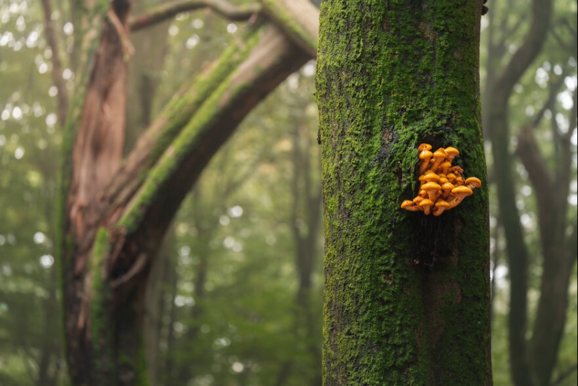 My 12 Photos Of Mushrooms Showing The Magical World Of The Forest That Lies Around Them My 12 Photos Of Mushrooms Showing The Magical World Of The Forest That Lies Around Them