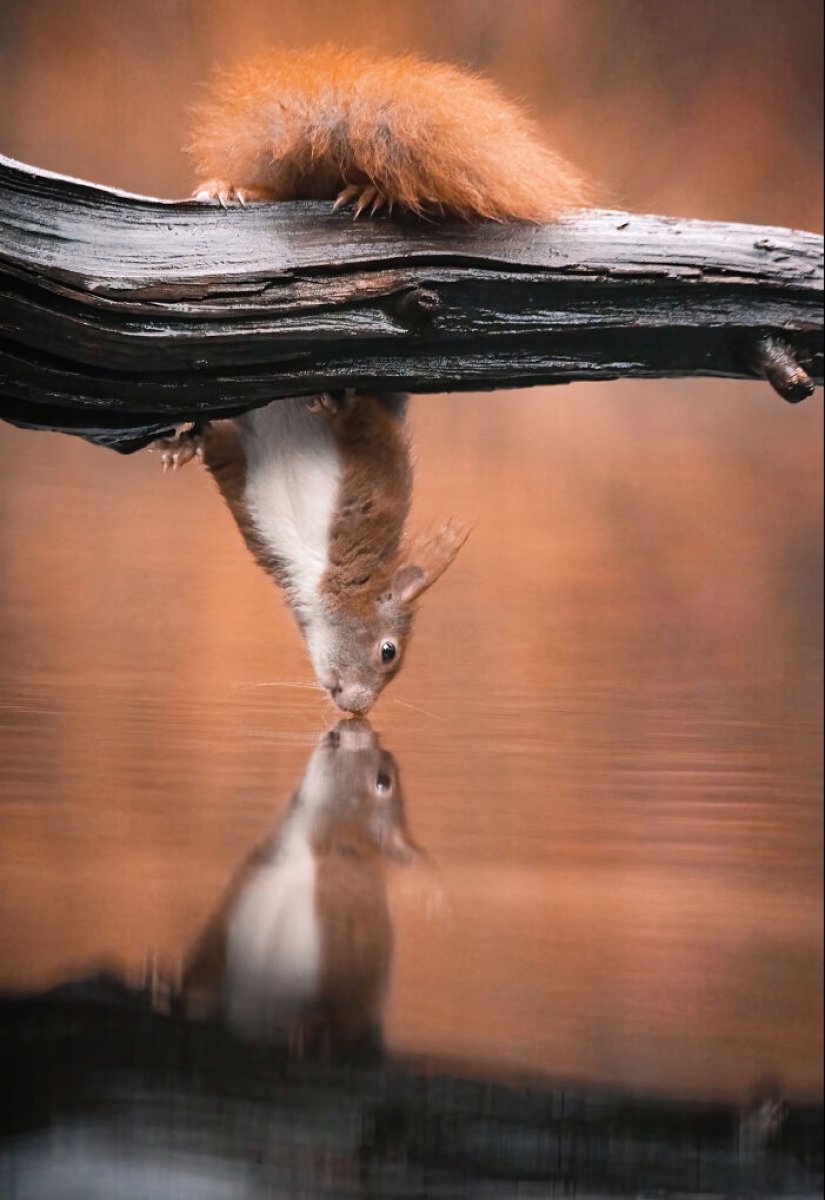 My 15 Photos That Showcase The Gymnastic Skills Of Red Squirrels