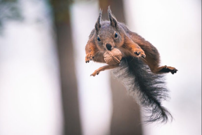 My 15 Photos That Showcase The Gymnastic Skills Of Red Squirrels