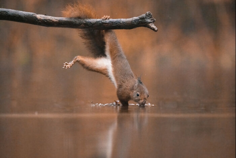 My 15 Photos That Showcase The Gymnastic Skills Of Red Squirrels