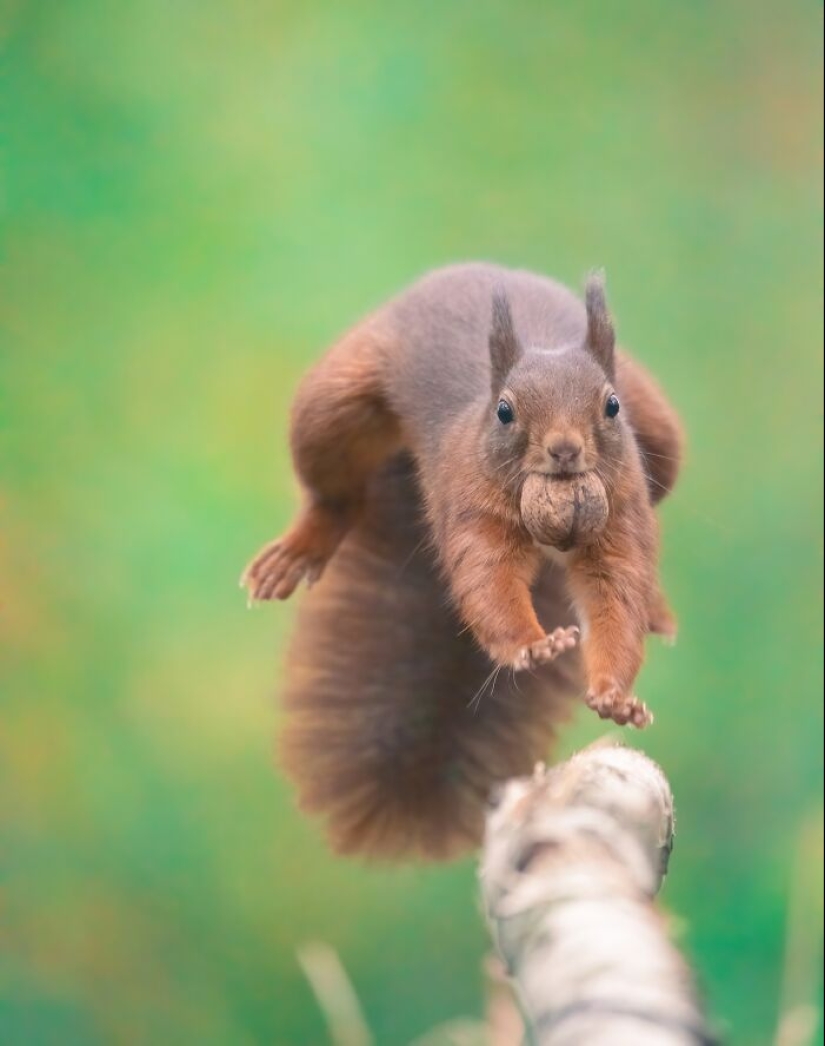 My 15 Photos That Showcase The Gymnastic Skills Of Red Squirrels