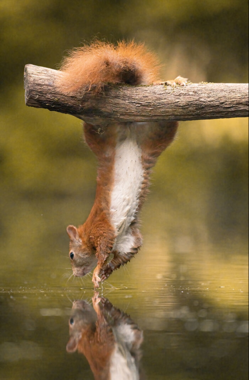 My 15 Photos That Showcase The Gymnastic Skills Of Red Squirrels