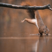 My 15 Photos That Showcase The Gymnastic Skills Of Red Squirrels