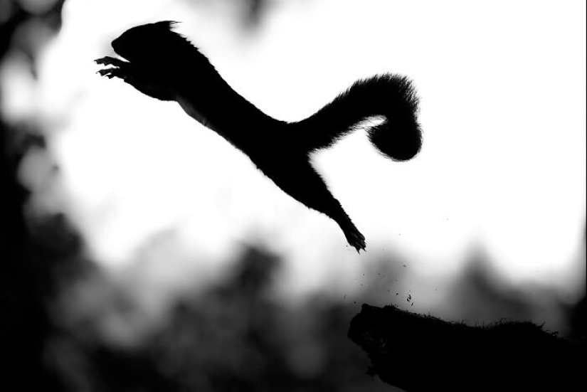 My 15 Photos That Showcase The Gymnastic Skills Of Red Squirrels