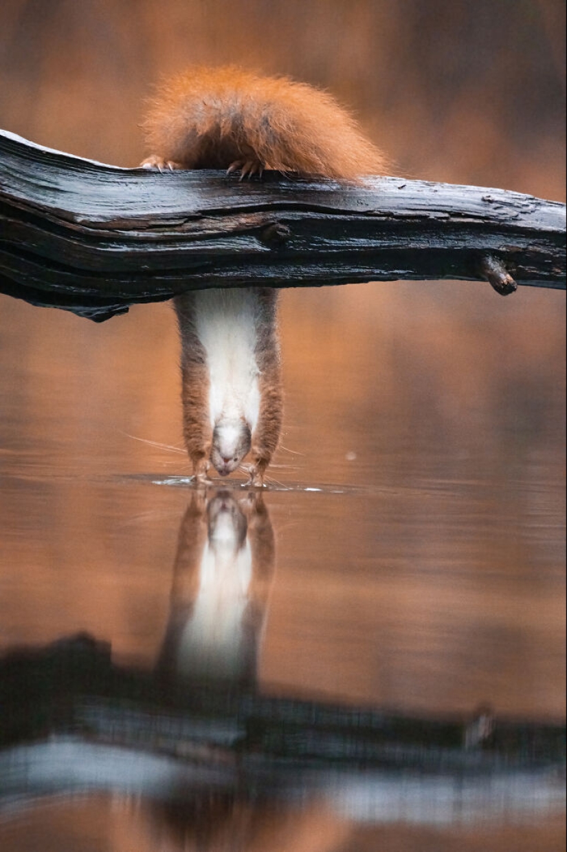 My 15 Photos That Showcase The Gymnastic Skills Of Red Squirrels
