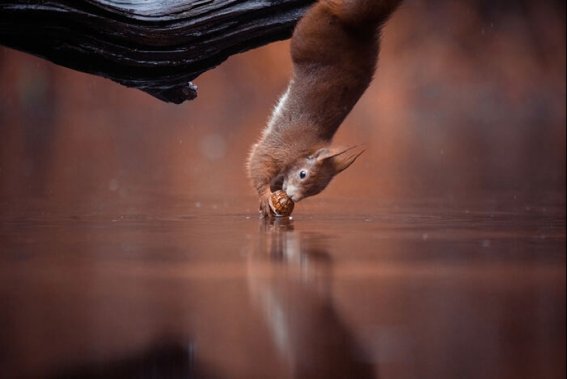 My 15 Photos That Showcase The Gymnastic Skills Of Red Squirrels