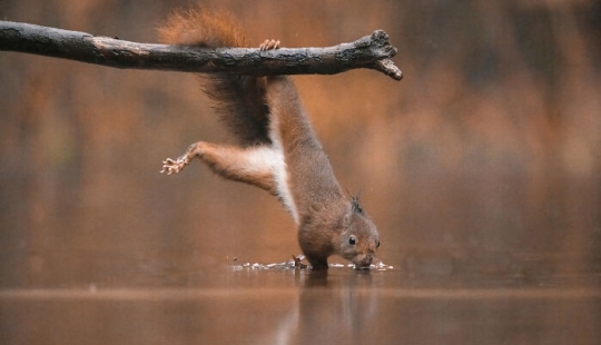My 15 Photos That Showcase The Gymnastic Skills Of Red Squirrels My 15 Photos That Showcase The Gymnastic Skills Of Red Squirrels