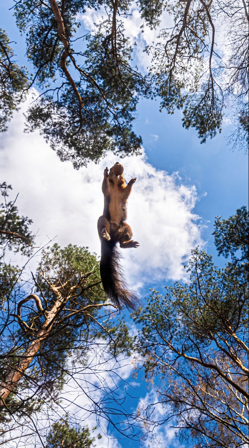 My 15 Photos That Showcase The Gymnastic Skills Of Red Squirrels