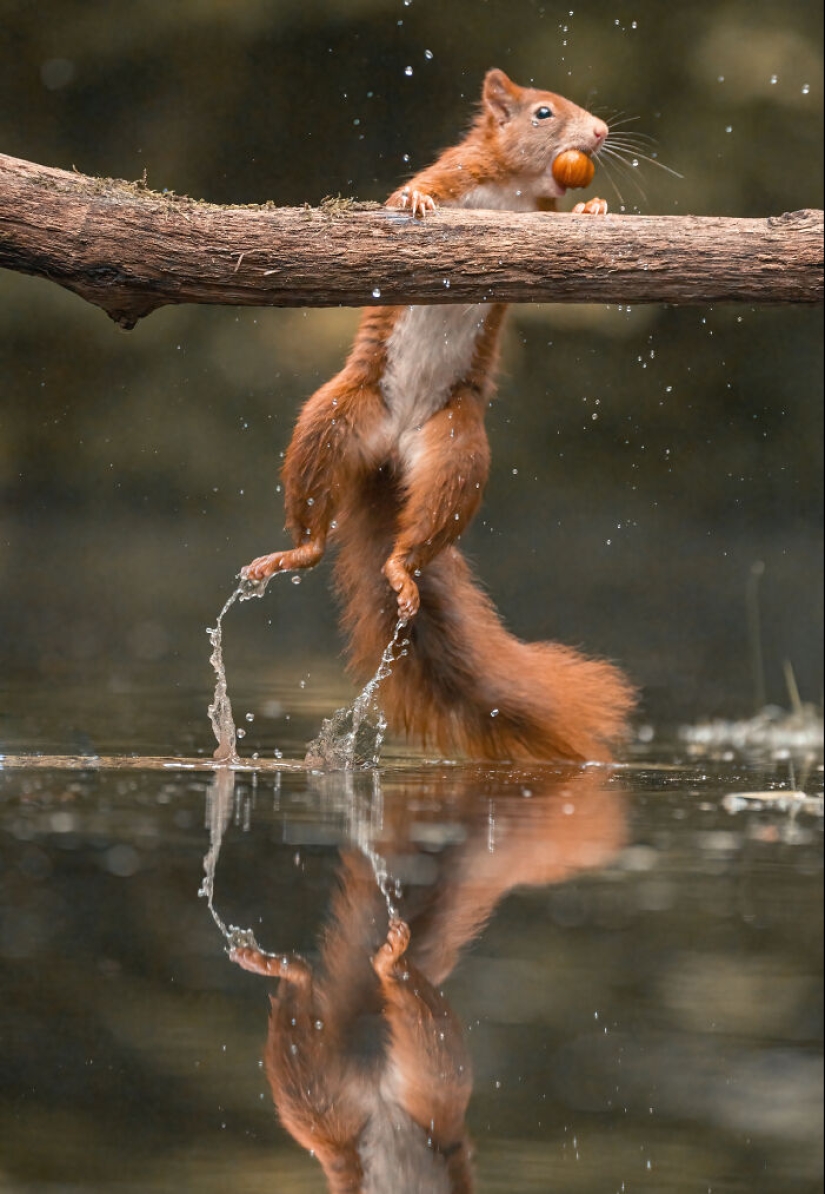 My 15 Photos That Showcase The Gymnastic Skills Of Red Squirrels