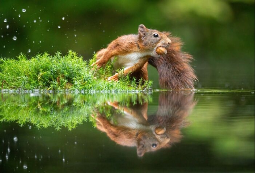 My 15 Photos That Showcase The Gymnastic Skills Of Red Squirrels